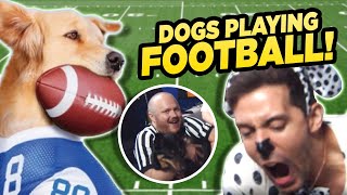 James in a Half Shirt VS Two Real Dogs!