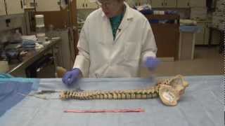 The Unfixed Spinal Cord