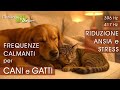 Frequenze Calmanti Per Cani E Gatti Riduzione Ansia E Stress 396 Hz 417 Hz