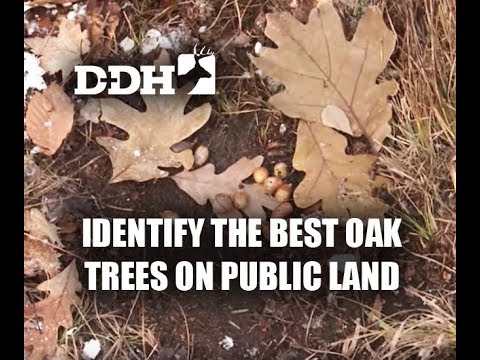 download lagu mp3 mp4 Best Oak Trees, download lagu Best Oak Trees gratis, unduh video klip Best Oak Trees