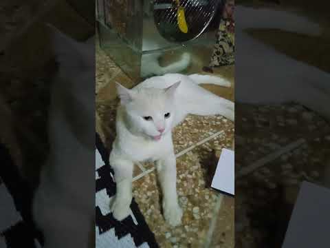 pure white male cat #beautiful #cat #youtube #short