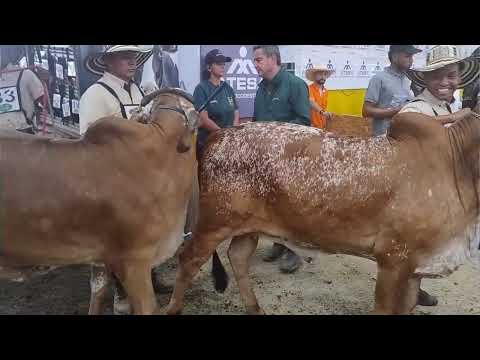 🐂 Avanza la 78ª Feria Nacional Cebú en Risaralda 🔰