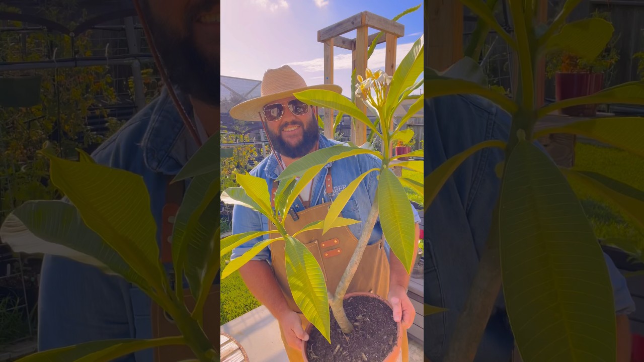 Tips for Growing Better Plumerias! #plumeria #frangipani