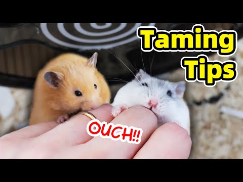 How to Tame Hamster and Minimise Biting