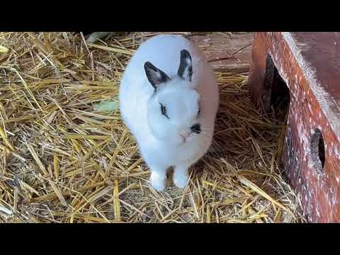 Uskršnja bajka na farmi 🐣🐇🐓🪺🥚🥚🥚🌺💚💞❤️💜💙💛