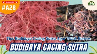 Download lagu Bayu Diningrat ~ Tips Budidaya Cacing Sutra Agar Tidak Boncos mp3