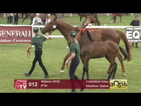 Show AQPS Le Lion 2016 : Lot 12 - N(Qahira 2016)