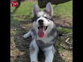 Dierendag