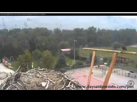 Dunrovin Ranch Osprey Nest Video 2015 08 26 190931 Leucistic  Starling