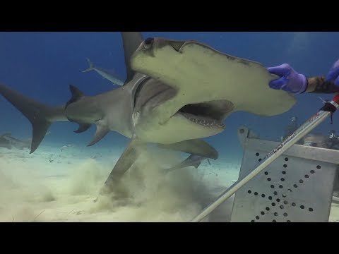 Up Close while hand feeding Great Hammerhead Sharks  Part 1-3