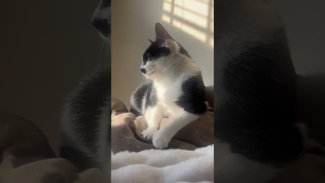 Phoebe, a ADOPTABLE Domestic Short Hair in CANONSBURG, PA video 6/6