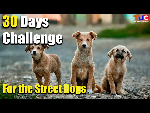 30 Days Challenge For Street Dogs | Join With us | TUC