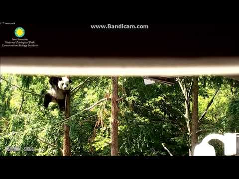 2017.06.04 #28th# BEI BEI - A BEAR HANGING IN TREE