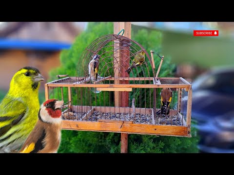 Красивый щегол, бородатый чиж. Видео охота.