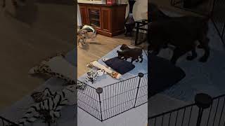Video preview image #1 Chihuahua Puppy For Sale in Arlington, WA, USA
