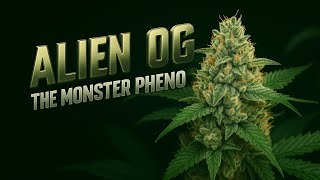 Growlog – 79 Days Flower to Harvest | Monster OG Pheno