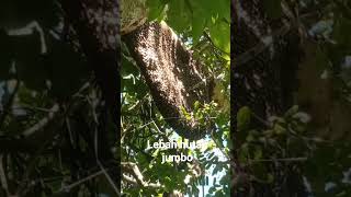 Download lagu lebahnya super jumbo gaess mp3 Download lagu lebahnya super jumbo gaess mp3