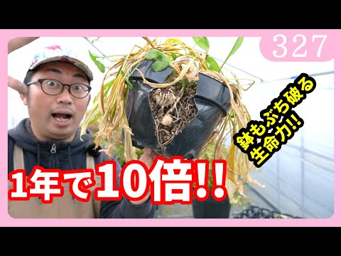 夏から初霜が降りるまで色が鮮やかになるように、2月にベランダに植える予定です。  庭園