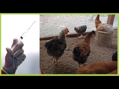 , title : 'Vacunando a gallinas para la Tos (enfermedades Respiratorias Moquillo)'