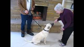 Video preview image #1 Anatolian Shepherd-Unknown Mix Puppy For Sale in Enfield, CT, USA