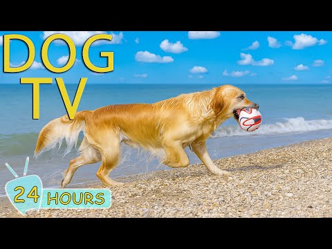 DOG TV: Videos Entertain All Day for Dogs to Watch When Home Alone - Best Relax Music for Dogs