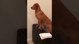 ☆Super Cute Animals☆Cute cats and funy dogs＆cat　videos compilation2021C㊵#Shorts