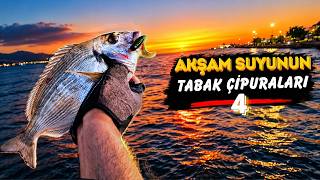 Körfezde LRF Takımla Av Keyifi Başka! Çipura Peşinde Final 🎣