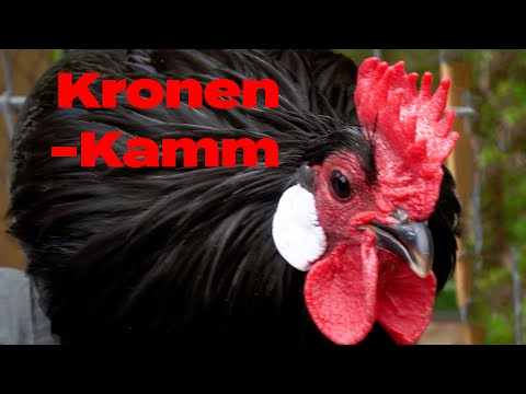 , title : 'Kronenkamm Becherkamm Zwerg Augsburger Hahn'