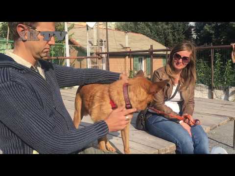 Angeli in passerella, sfilata a quattro zampe pro-adozioni