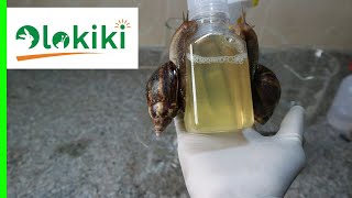 Snail slime extraction (HOW TO MAKE THE SNAIL STIMULANT)...Expensive Snail Products.