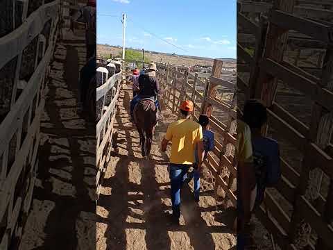 tabira-PE feira de gado.