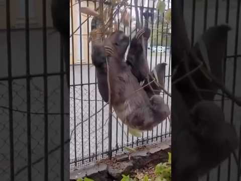 My friend… E eu tô toda serelepe 😜🦥✨ balançando aqui no galho como se fosse parque de diversão 🎢