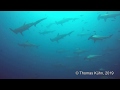 Hammerheads at Wolf Island, Hammerhai, Hammerhead Shark, Wolf und Darwin, Ecuador, Galapagos