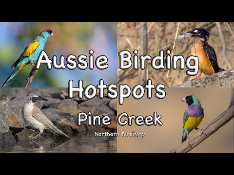 Aussie Birding Hotspots - Pine Creek