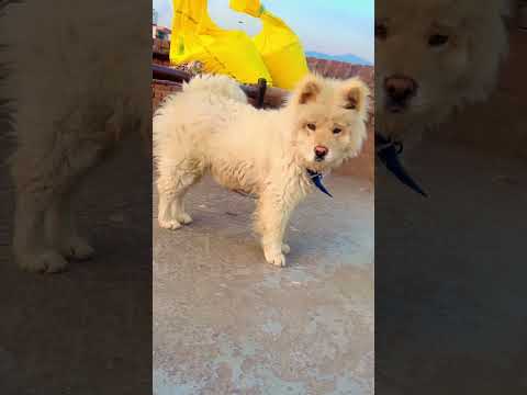 so cute dog 🐶 ❤️🤩🤩🤩✨✨ #dogdance #funny #comedy #doggydance #doglover #pets #cutebaby