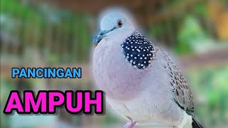 Download lagu Pancingan burung DERKUKU Suara ngalas merdu - AMPUH bikin gacor. mp3