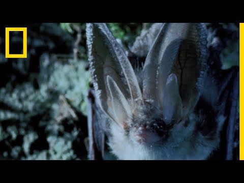 L'oreillard, un véritable radar ailé !