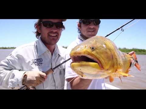 Golden Dorado Fly Fishing at Parana River, Argentina by Pointer Fly Fishing