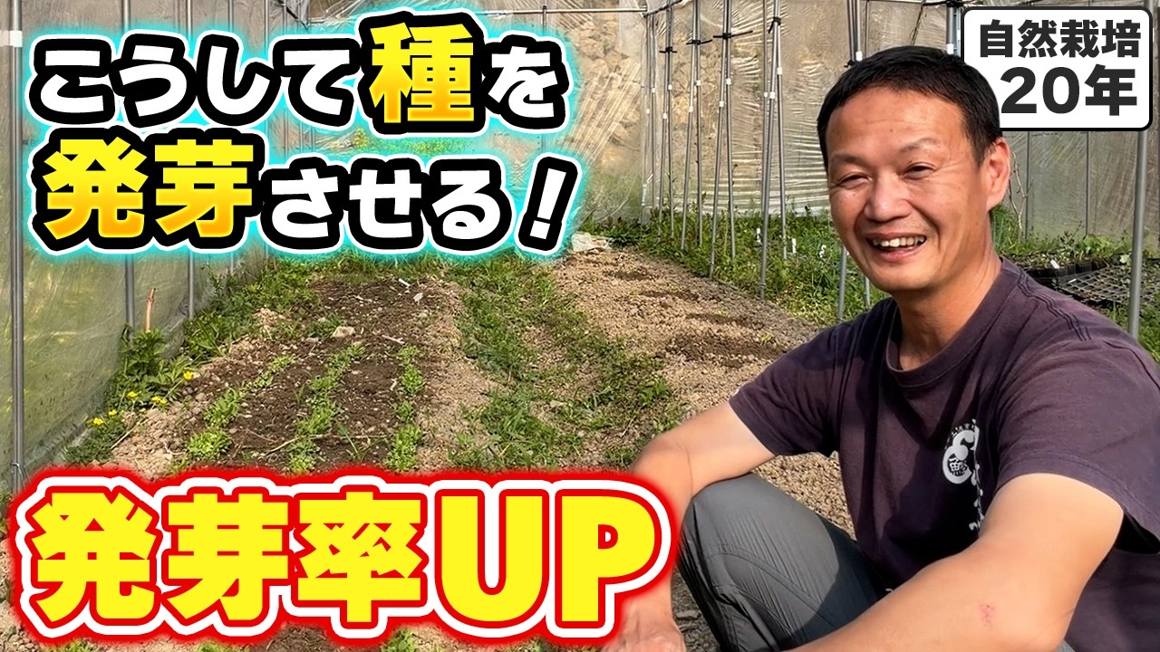 【自然栽培425】発芽率のやり方!お知らせ!数限定です
