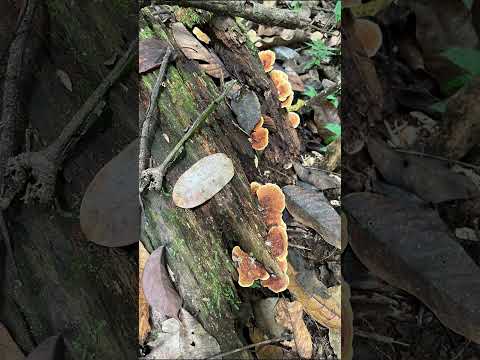 A Travessia até a Amazônia: Imersão no Acre para meu novo romance #solano #shortsfeed #shorts
