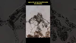Download lagu Ameba gigante comendo microalga... mp3