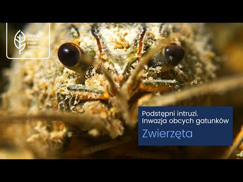 Podstępni Intruzi. Inwazja Obcych Gatunków - ZWIERZĘTA