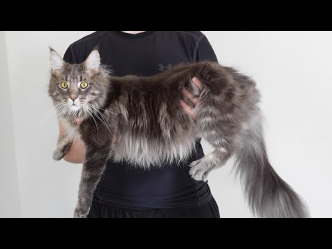 Maine Coon Albus Growing Up (13 Weeks - 1 Year)