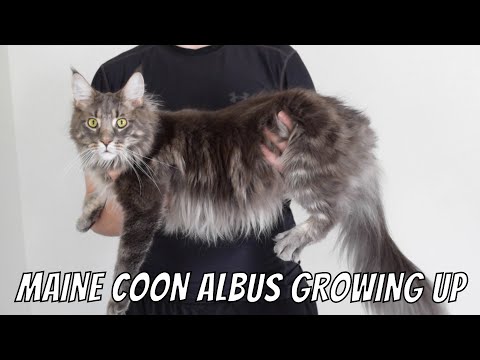 Maine Coon Albus Growing Up (13 Weeks - 1 Year)