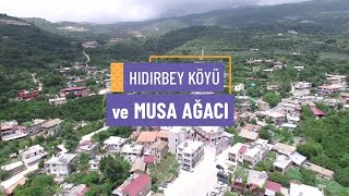 HIDIRBEY KÖYÜ VE MUSA AĞACI