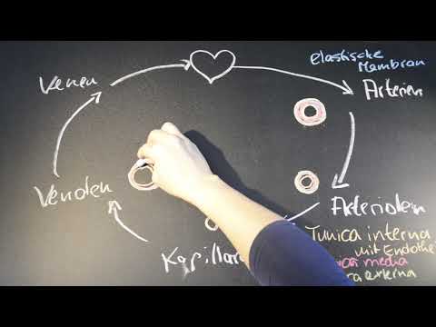 Pauli hilft - Gefäße: Anatomie Arterien und Venen