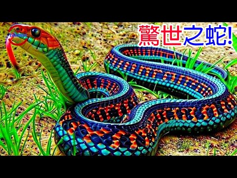 七彩蛇