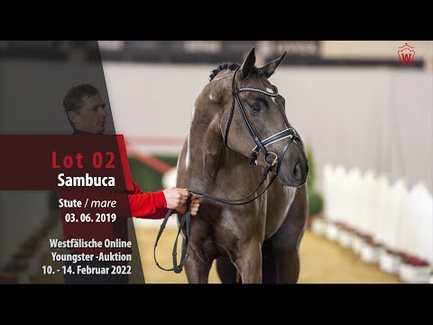 Online Youngster-Auktion Lot 2 Sambuca Stute v. So Unique - Lauries Crusador xx