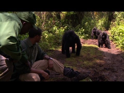 Getting close to Rwanda's gorillas
