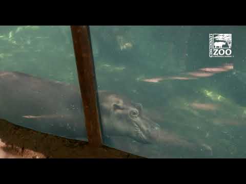 Fiona and Her Baby Hippo Brother Fritz Introduced for the First Time Outside - Cincinnati Zoo